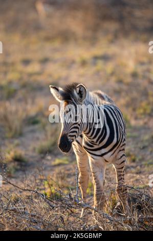 Il principale residente del Parco Nazionale di Kruger è la zebra pianeggiante, che può essere distinta dalla zebra montana dalle linee d'ombra tra Foto Stock