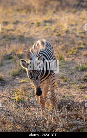 Il principale residente del Parco Nazionale di Kruger è la zebra pianeggiante, che può essere distinta dalla zebra montana dalle linee d'ombra tra Foto Stock