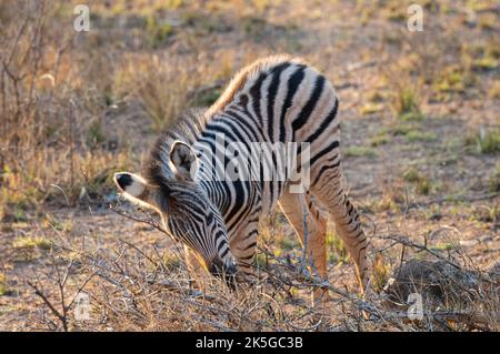 Il principale residente del Parco Nazionale di Kruger è la zebra pianeggiante, che può essere distinta dalla zebra montana dalle linee d'ombra tra Foto Stock