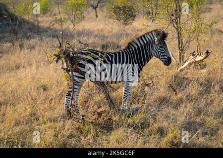 Il principale residente del Parco Nazionale di Kruger è la zebra pianeggiante, che può essere distinta dalla zebra montana dalle linee d'ombra tra Foto Stock