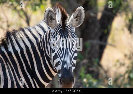 Il principale residente del Parco Nazionale di Kruger è la zebra pianeggiante, che può essere distinta dalla zebra montana dalle linee d'ombra tra Foto Stock