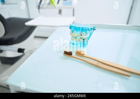 Modello a ganascia trasparente e spazzolini da denti in dentista Foto Stock