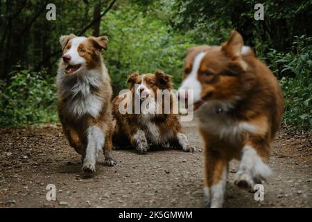 Tre pastori australiani camminano sulla strada forestale in estate. Felici i migliori amici australiani rosso tricolore e rosso merle insieme nel parco. Mamma cane sdraiato e gro Foto Stock