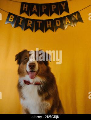 Concetto di animale domestico come membro della famiglia. Cane australiano con cravatta d'arco alla festa di compleanno. Iscrizione dorata buon compleanno sulle bandiere nere ghirland sul dorso giallo Foto Stock