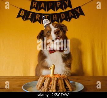 Concetto di animale domestico come membro della famiglia. Cane australiano con cravatta rossa e cappello alla festa di compleanno. Golden iscrizione buon compleanno su bandiere nere e c Foto Stock