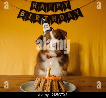 Concetto di animale domestico come membro della famiglia. Cane australiano con cravatta rossa e cappello alla festa di compleanno. Golden iscrizione buon compleanno su bandiere nere e c Foto Stock