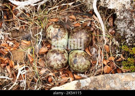 Nido e uova del Sandpiper Viola, Calidris maritima, Raufarhofn, Islanda Foto Stock