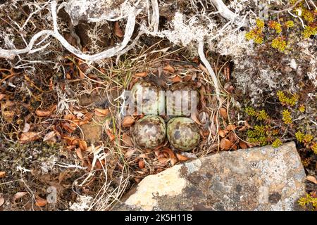 Nido e uova del Sandpiper Viola, Calidris maritima, Raufarhofn, Islanda Foto Stock