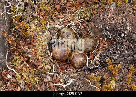 Nido e uova del Sandpiper Viola, Calidris maritima, Raufarhofn, Islanda Foto Stock