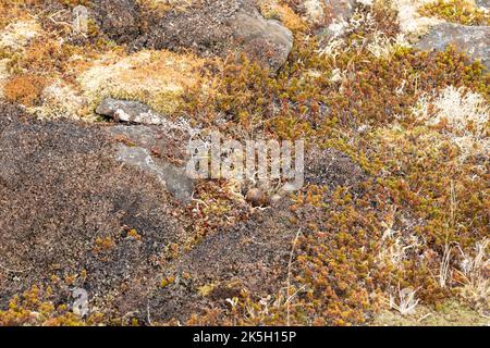 Nido e uova del Sandpiper Viola, Calidris maritima, Raufarhofn, Islanda Foto Stock