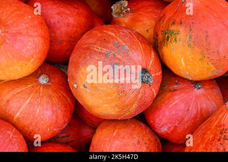 Rosso brillante Kuri Hokkaido squash in pila Foto Stock