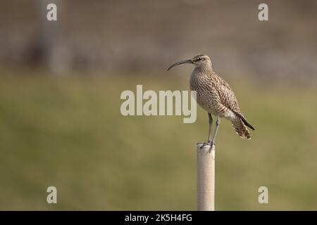 Eurasiatico o comune capriccio, Numenius phaeopus, Islanda Foto Stock