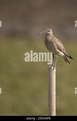 Eurasiatico o comune capriccio, Numenius phaeopus, Islanda Foto Stock