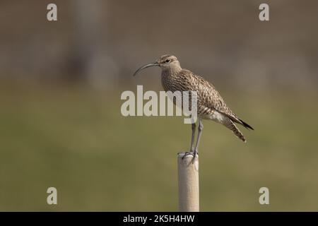 Eurasiatico o comune capriccio, Numenius phaeopus, Islanda Foto Stock