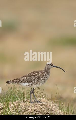 Eurasiatico Whimbrel, Islanda Foto Stock