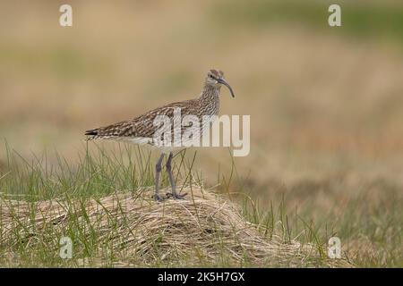 Eurasiatico Whimbrel, Islanda Foto Stock