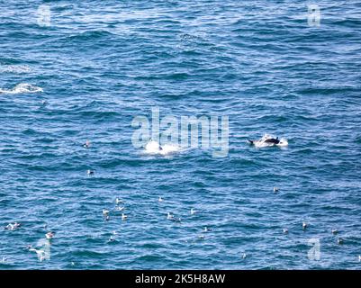 Land's End, Cornovaglia, Regno Unito, 8th ottobre 2022, il tonno blu poteva essere visto come la gente era fuori a piedi mentre si godeva la vista incredibile e glorioso sole sopra Land's End in Cornovaglia. E' uno dei punti di riferimento più amati della Gran Bretagna, famoso per la sua posizione unica, la bellezza naturale e lo splendido scenario.Credit: Keith Larby/Alamy Live News Foto Stock