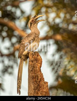 Una Hornbill grigia che chiama da un albero e riposa Foto Stock