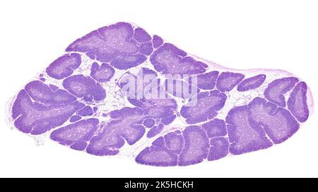 Microscopio ottico a bassa potenza di una ghiandola di timo umano colorato con LUI. Il parenchima timico è composto da lobi separati da tessuto adiposo Foto Stock