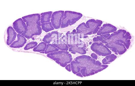 Microscopio ottico a bassa potenza di una ghiandola di timo umano colorato con LUI. Il parenchima timico è composto da lobi separati da tessuto adiposo Foto Stock