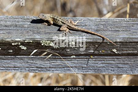 Fence Lizard nord-occidentale in habitat tipico. Foothills Park, contea di Santa Clara, California, Stati Uniti. Foto Stock