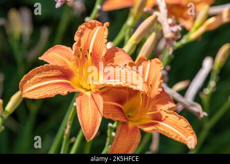 Primo piano di fiori d'arancio (hemerocallis fulva) in fiore Foto Stock