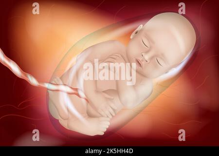 Illustrazione accurata dal punto di vista medico di un feto umano settimana 40. Bambino nell'utero di una madre incinta. Vista frontale. Foto Stock