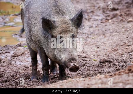 Cinghiale in habitat naturale ( Sus Scrofa ) Foto Stock