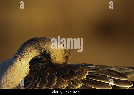 Tundra Bean Goose, Anser serrirostris, Apex Park Burnham-on-Sea Foto Stock