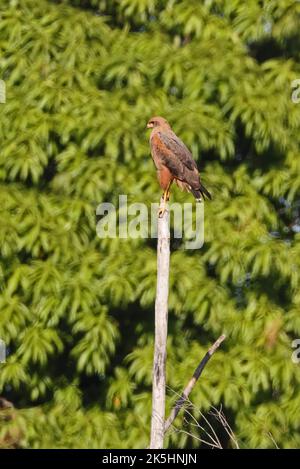 Savanna Hawk (Buteogallus meridionalis) adulto arroccato sulla cima del serpente morto Pantanal, Brasile. Luglio Foto Stock