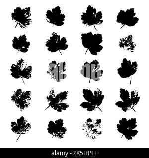 Uva spina lascia stampe di inchiostro nero isolate sul bianco. Francobolli reali di stampe fogliari. Elementi di disegno di pianta fatti a mano per decorazione di tessuto, rivestimento pa Illustrazione Vettoriale