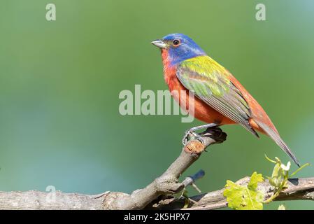 Bunting dipinto da maschio, appollaiato su una vite Muscadine, guardando a sinistra, sfondo verde Foto Stock