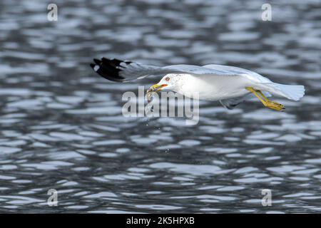 Gabbiano ad anello che sorvolano l'acqua con un pesce in bocca Foto Stock