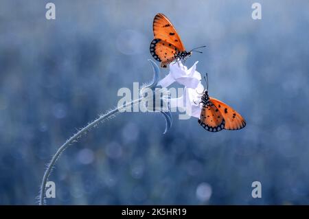 Primo piano di due farfalle su un fiore, Indonesia Foto Stock