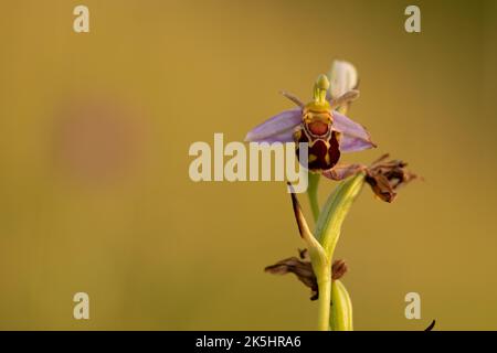 Bee Orchid, Ophrys Apifera, Rodbrough comune Foto Stock