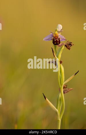 Bee Orchid, Ophrys Apifera, Rodbrough comune Foto Stock