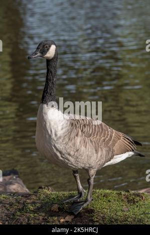 Oca canadese seduto sul lato dello stagno nel Surrey UK Foto Stock