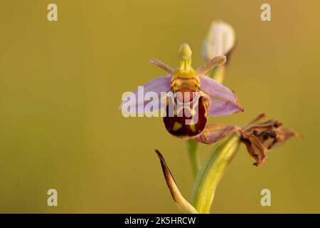 Bee Orchid, Ophrys Apifera, Rodbrough comune Foto Stock