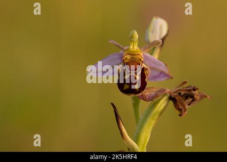 Bee Orchid, Ophrys Apifera, Rodbrough comune Foto Stock