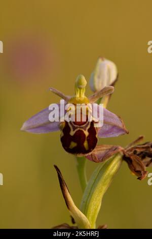 Bee Orchid, Ophrys Apifera, Rodbrough comune Foto Stock