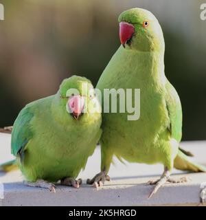 Un primo piano dei parakeets rosati (Psittacula krameri) Foto Stock