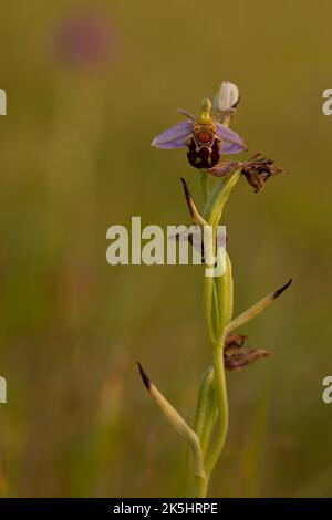 Bee Orchid, Ophrys Apifera, Rodbrough comune Foto Stock