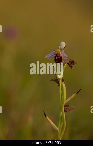 Bee Orchid, Ophrys Apifera, Rodbrough comune Foto Stock