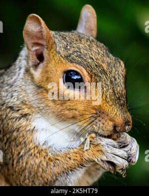 Primo piano di uno Sciurus (scoiattolo dalla coda di tino) Foto Stock