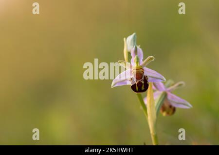 Bee Orchid, Ophrys Apifera, Rodbrough comune Foto Stock