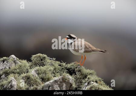 Common ringed Plover, Charadrius hiaticula, Isola di Iona, Scozia Foto Stock