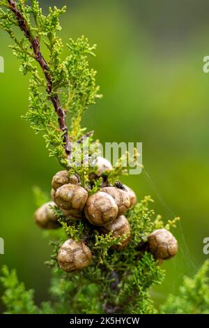 Il cipresso mediterraneo o italiano (Cupressus sempervirens) è un albero sempreverde originario della regione del Mediterraneo orientale. cialde o coni simili a uova Foto Stock