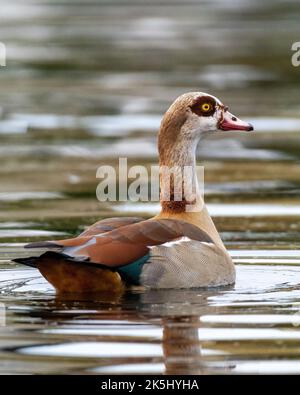 Un primo piano verticale di un galleggiamento egiziano d'oca che nuota in acqua Foto Stock