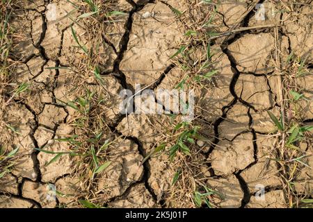 Crepe nel terreno argilloso tra le file di raccolti in campo agricolo durante il tempo secco, Leicestershire, Inghilterra, Regno Unito Foto Stock