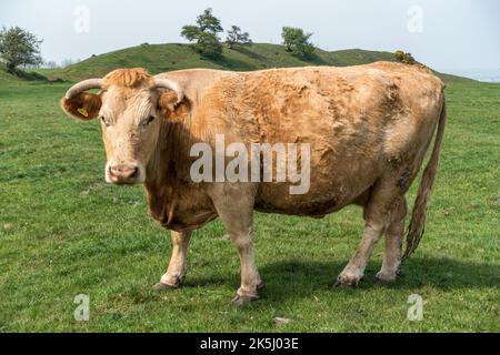 Grande toro adulto marrone chiaro (possibilmente South Devon) con corna in piedi in erba campo, Leicestershire, Inghilterra, Regno Unito Foto Stock
